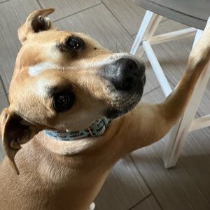 Meet your Posher, Penny